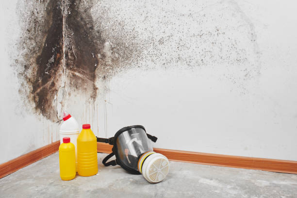 Best Affordable Mold Removal  in Belmont, CA