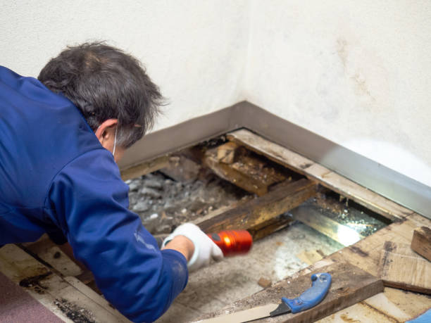 Best Mold Testing  in Belmont, CA