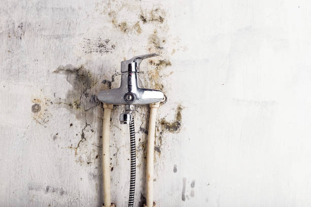Best Commercial Mold Removal  in Belmont, CA