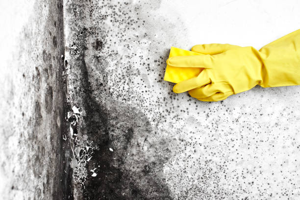 Best Toxic Mold Removal  in Belmont, CA