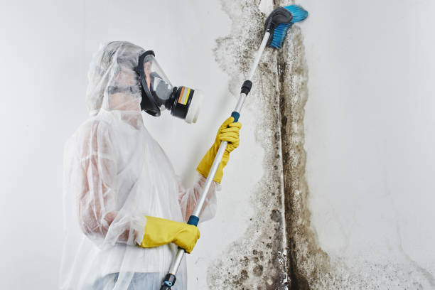 Professional Mold Removal in Belmont, CA