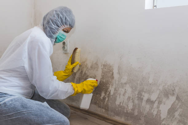 Best Mold Damage Repair  in Belmont, CA