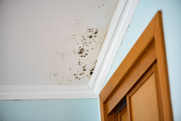 Professional Mold Removal in Belmont, CA