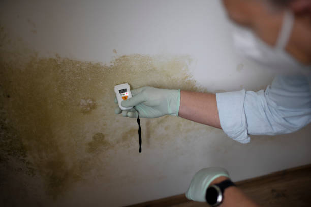 Best Mold Cleaning Services  in Belmont, CA