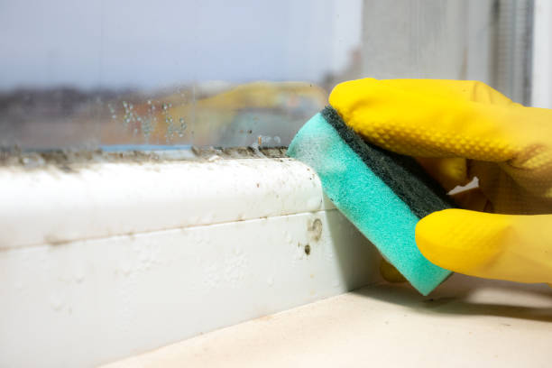 Best Professional Mold Removal  in Belmont, CA