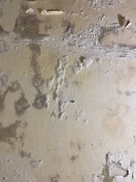 Mold Removal and Inspection in Belmont, CA