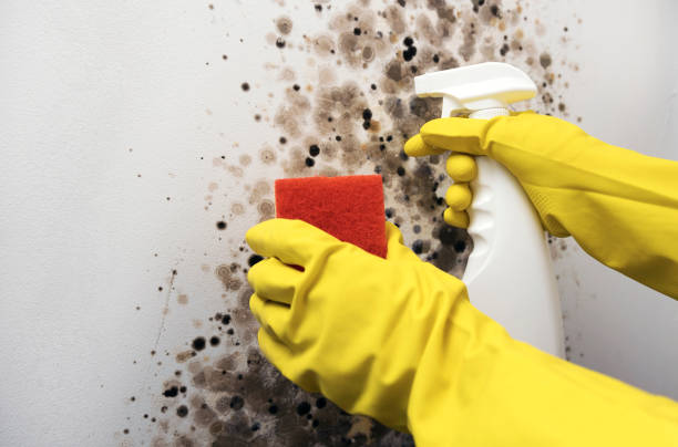 Best Toxic Mold Removal  in Belmont, CA