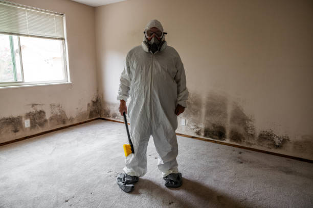 Best Black Mold Removal  in Belmont, CA