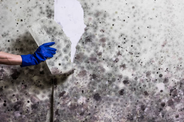 Best Residential Mold Removal  in Belmont, CA