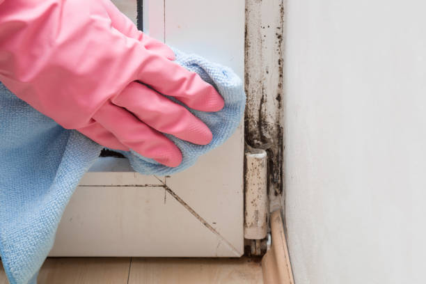 Attic Mold Removal in Belmont, CA